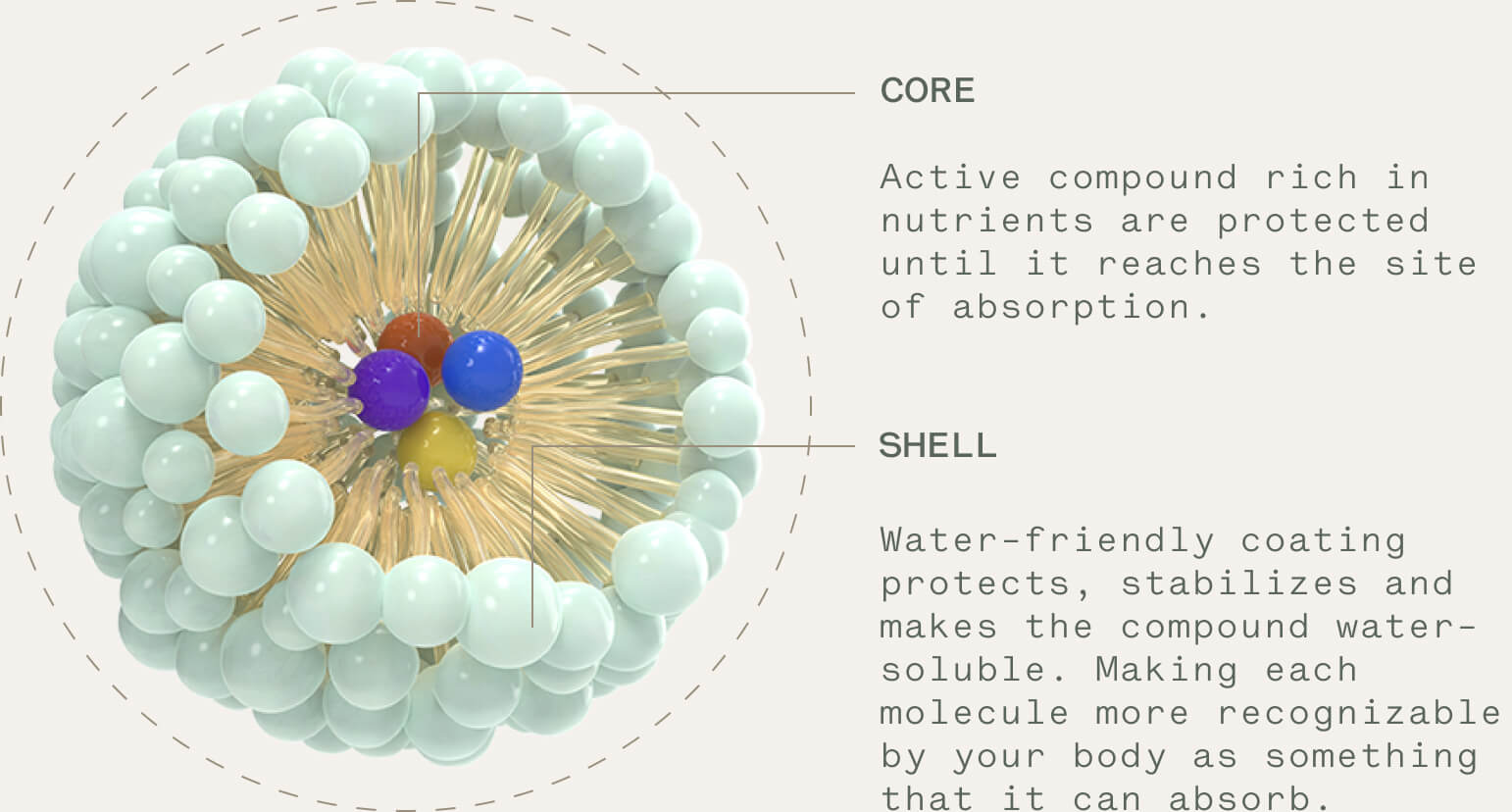 Diagram of 3D rendered Glow Lifetech MyCell cell with overview of cell core and shell